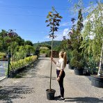 Javor horský (Acer pseudoplatanus) ´REGAL PETTICOAT´ ® - výška 200-280 cm, obvod kmeňa 4/6 cm, kont. C20L